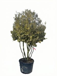 Chêne vert - Quercus ilex - Multitronc - 250 cm