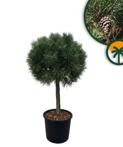 Pin sylvestre - Pinus sylvestris - 150 cm