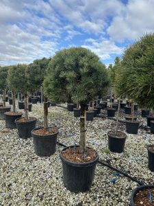 Pin sylvestre - Pinus sylvestris - 150 cm