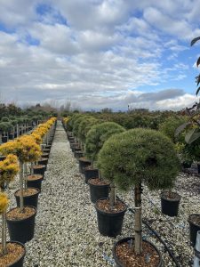 Pin sylvestre - Pinus sylvestris - 150 cm