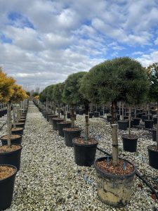 Pin sylvestre - Pinus sylvestris - 150 cm