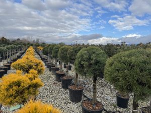 Pin sylvestre - Pinus sylvestris - 150 cm
