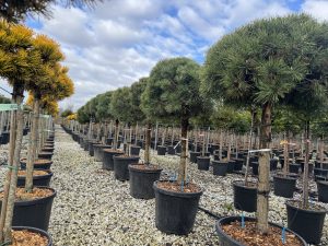 Pin sylvestre - Pinus sylvestris - 150 cm
