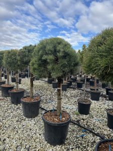 Pin sylvestre - Pinus sylvestris - 150 cm