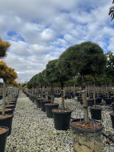 Pin sylvestre - Pinus sylvestris - 150 cm