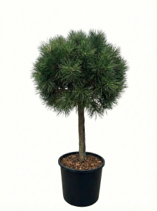 Pin sylvestre - Pinus sylvestris - 150 cm