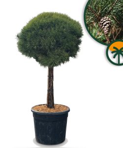 Pin sylvestre - Pinus sylvestris - 170 cm
