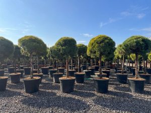 Pin sylvestre - Pinus sylvestris - 170 cm