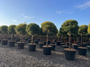 Pin sylvestre - Pinus sylvestris - 170 cm