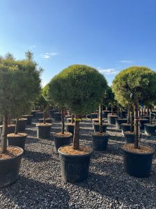 Pin sylvestre - Pinus sylvestris - 170 cm