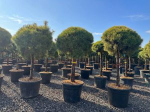 Pin sylvestre - Pinus sylvestris - 170 cm
