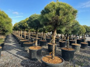 Pin sylvestre - Pinus sylvestris - 170 cm