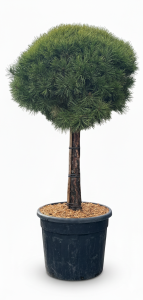 Pin sylvestre - Pinus sylvestris - 170 cm
