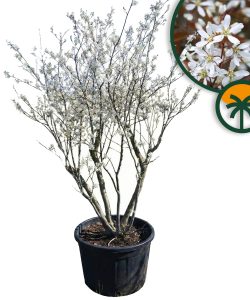 Amélanchier - Amelanchier lamarckii - Multitronc XXL - 250 cm