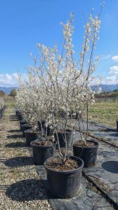 Amélanchier - Amelanchier lamarckii - Multitronc XXL - 250 cm