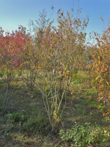 Amélanchier - Amelanchier lamarckii - Multitronc XXL - 250 cm