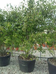 Amélanchier - Amelanchier lamarckii - Multitronc XXL - 250 cm