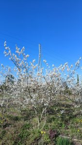Amélanchier - Amelanchier lamarckii - Multitronc XXL - 250 cm