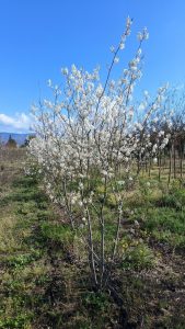 Amélanchier - Amelanchier lamarckii - Multitronc XXL - 250 cm