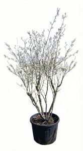 Amélanchier - Amelanchier lamarckii - Multitronc XXL - 250 cm