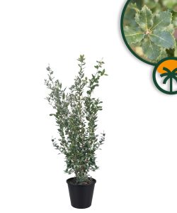 Chêne vert - Quercus ilex - 120 cm