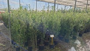 Chêne vert - Quercus ilex - 120 cm