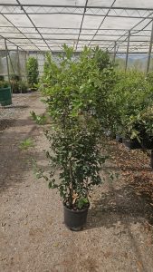 Chêne vert - Quercus ilex - 120 cm