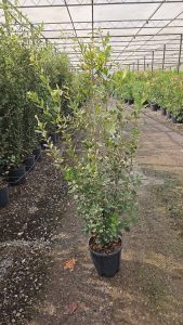 Chêne vert - Quercus ilex - 120 cm