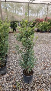Chêne vert - Quercus ilex - 120 cm