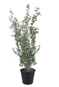 Chêne vert - Quercus ilex - 120 cm