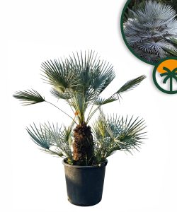 Palmier - Chamaerops humilis Cerifera multitronc - 140-160 cm