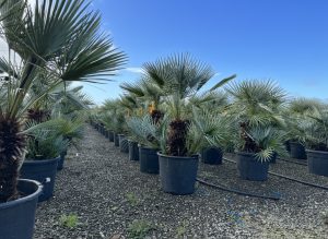Palmier - Chamaerops humilis Cerifera multitronc - 140-160 cm