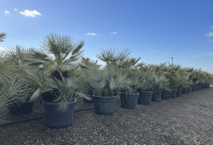 Palmier - Chamaerops humilis Cerifera multitronc - 140-160 cm
