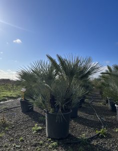 Palmier - Chamaerops humilis Cerifera multitronc - 140-160 cm