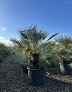 Palmier - Chamaerops humilis Cerifera multitronc - 140-160 cm