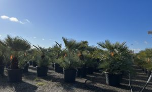 Palmier - Chamaerops humilis Cerifera multitronc - 140-160 cm