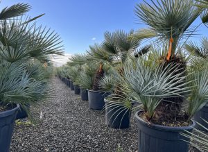 Palmier - Chamaerops humilis Cerifera multitronc - 140-160 cm