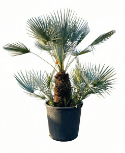 Palmier - Chamaerops humilis Cerifera multitronc - 140-160 cm