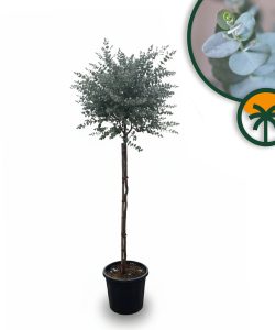 Eucalyptus gunnii sur tige - 160 cm