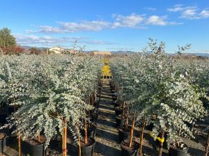 Eucalyptus gunnii sur tige - 160 cm