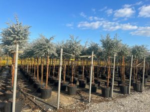 Eucalyptus gunnii sur tige - 160 cm