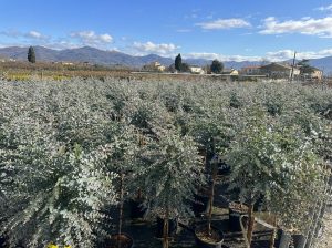 Eucalyptus gunnii sur tige - 160 cm