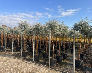 Eucalyptus gunnii sur tige - 160 cm
