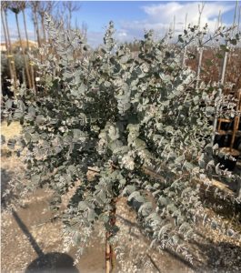 Eucalyptus gunnii sur tige - 160 cm
