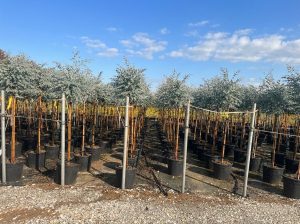 Eucalyptus gunnii sur tige - 160 cm
