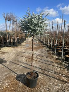 Eucalyptus gunnii sur tige - 160 cm