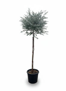 Eucalyptus gunnii sur tige - 160 cm