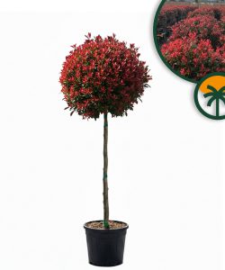 Photinie sur tige - Photinia fraseri Chico - 150 cm