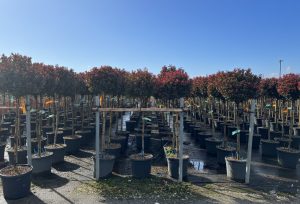 Photinie sur tige - Photinia fraseri Chico - 150 cm