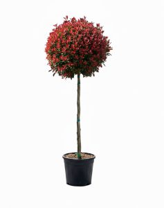 Photinie sur tige - Photinia fraseri Chico - 150 cm